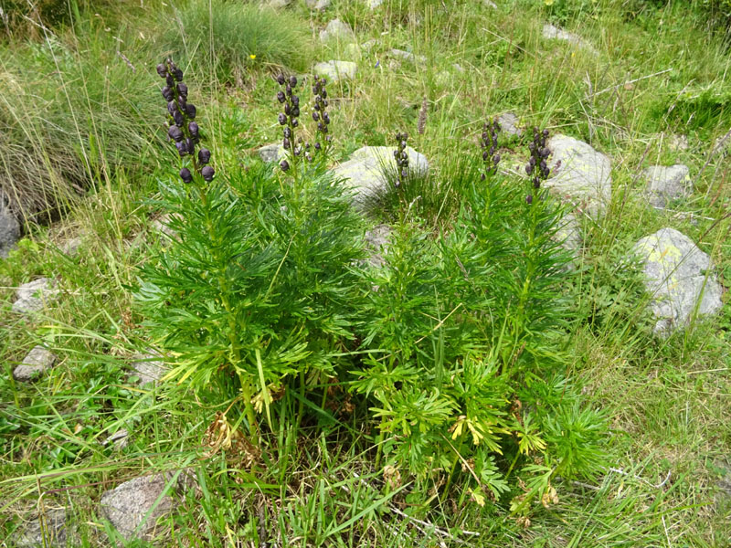 Catena dei Lagorai...da Pergine al Passo del Manghen